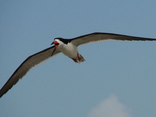 Black Skimmers